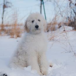 Prada - Bordoodle