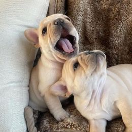 French Bulldogs from Brookman’s French Bulldogs