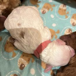 Pink collar girl - Parti female Goldendoodle puppy in Fairfield, California from Twin Sisters Doodles