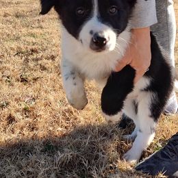 Border Collie Puppies from Bond Border Collies