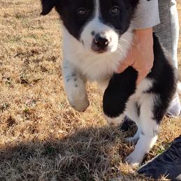 Border Collie Puppies from Bond Border Collies