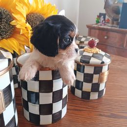 Autumn - Tri-color female Cavalier King Charles Spaniel puppy in Villa Rica, Georgia from Georgia Alabama Cavaliers