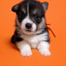 Orange collar - Black and tan male Pembroke Welsh Corgi puppy in Poulsbo, Washington from Central Valley kennel