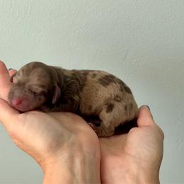 Dapple Brindle Girl - Dapple female Dachshund puppy in Shelley, Idaho from Journey’s End Dachshunds