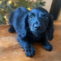 Ozzie - Black male Dachshund puppy in Coopersburg, Pennsylvania from Barks and Burrows