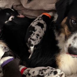 Australian Shepherds from Madeline Lee