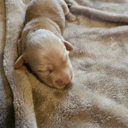 Cracker Jack - Red male Dachshund puppy in Lebanon, Oregon from Willow Moons Dachshunds