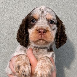 Anastasia - Liver white and roan female English Springer Spaniel puppy in Fort White, Florida from Thunderbird Springers