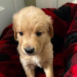 Bella - Golden female Golden Retriever puppy in Seville, Ohio from Retriever Ranch