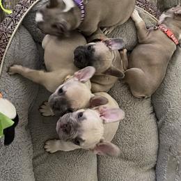 French Bulldog Puppies from Orderofthebulldogs, LLC