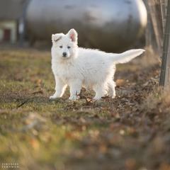 Berger Blanc Suisse and German Shepherd Puppies from Fireside Fernweh