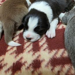 Atlas - Black and white male Border Collie puppy in Ripley, Oklahoma from Adventure5 Border Collies