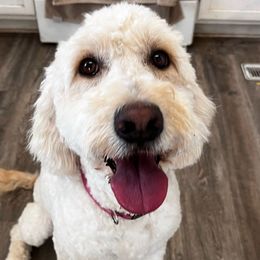 Mia - Goldendoodle