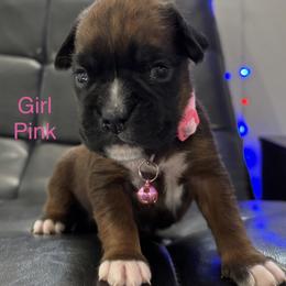 Stormi - Fawn female Boxer puppy in Cicero, New York from MK Boxer Haven of CNY