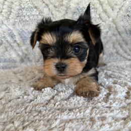 Morkie Boy 1 - Black and tan male Morkie puppy in Summerville, South Carolina from Our Yorkie and Morkie Puppies of Summerville, South Carolina.