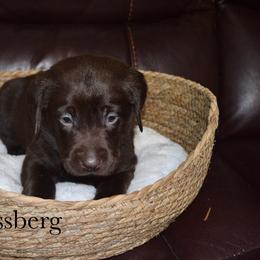 Mossberg - Chocolate male Labrador Retriever puppy in Hillman, Michigan from Northrop Farm