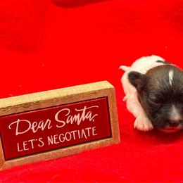 Tiny Sable male - White and sable male Papillon puppy in Frostproof, Florida from Sequence Papillon