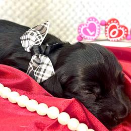 Jasper - Black male Dachshund puppy in Hendersonville, North Carolina from Snarky Doxy Miniature Dachshunds