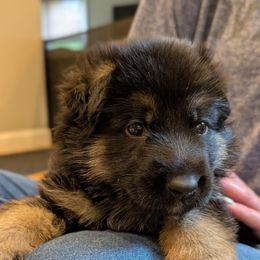 Green - Black and tan male German Shepherd puppy in Rochester, Massachusetts from Von Liebenhaus
