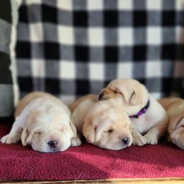 Female 1 - Yellow female Labrador Retriever puppy in Saunemin, Illinois from Shooting Star Labs