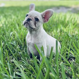 Daisy - Cream female French Bulldog puppy in New Smyrna Beach, Florida from Beachside Boxers and Frenchies