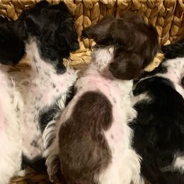 Miniature Schnauzer Puppies from JC Parti Schnauzers