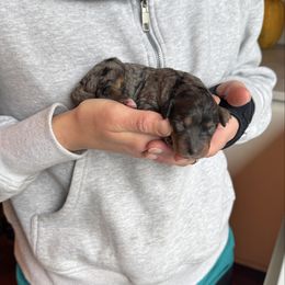 Merle Girl 2 - Merle female Bernedoodle puppy in Constableville, New York from Zehr’s Labradoodles & Bernedoodles