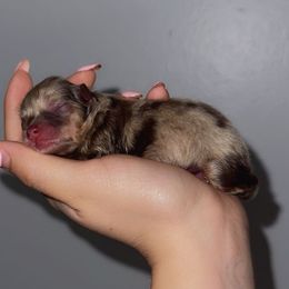 Butterscotch - Chocolate merle male Pomeranian puppy in Burbank, California from Twins Dream Poms