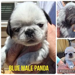 DARK Blue Panda - Black male Pug puppy in Kernersville, North Carolina from Royal House of Pugs