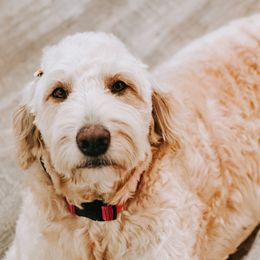 Goldendoodles from Blessed Beyond Doodles