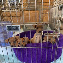Miniature Pinscher puppies from Redhawk Kennels
