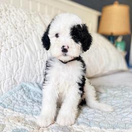 Harp - Black and white female Sheepadoodle puppy in Rocky Point, North Carolina from CelticDoods