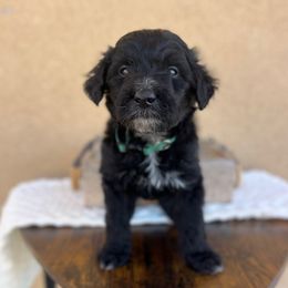 Fred Weasley - Black male Bordoodle puppy in Valley Center, California from Circle R Valley Farms