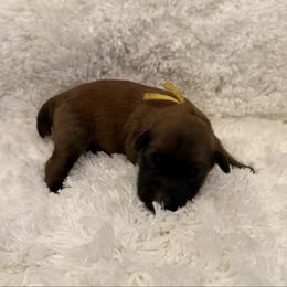 Yellow - Wheaten female Soft Coated Wheaten Terrier puppy in Newark, Ohio from Valleydayle Doodles and Wheatens