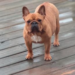 Ruby - French Bulldog