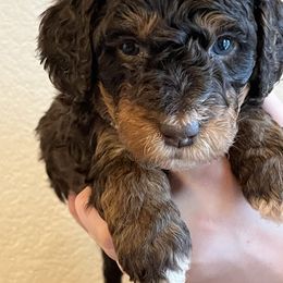 Cupcake - Phantom female Bernedoodle puppy in Caldwell, Idaho from Treasure Valley Poodles