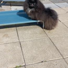Sammie - Pekingese