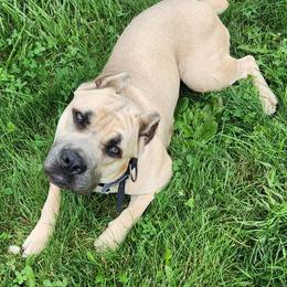 Cane Corso from Hillside corsos