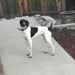 German Shorthaired Pointer All Grown Up from DragonPoint Gun Dogs