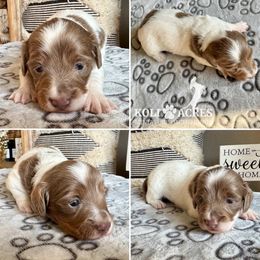 Belle - Fawn (isabella) and tan female Dachshund puppy in Kemp, Texas from Koli Acres