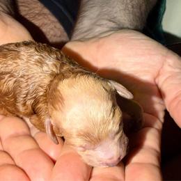 Second born girl - Apricot female Poodle puppy in Parker, Colorado from Chamberland Poodles