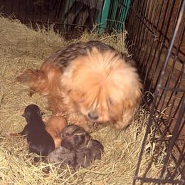 Boy 3 - Parti male Yorkshire Terrier puppy in Lumberton, North Carolina from Shaquitta's Yorkshire Terriers