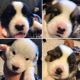 Cardigan Welsh Corgi Puppies from Stornoway Cardigan Welsh Corgis