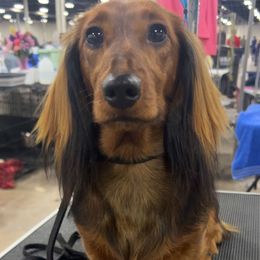 Dachshunds from Diamond K Doxies