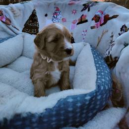 Goldendoodle Puppies from Southern Star Goldendoodles