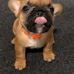 French Bulldog Puppies from AM FRENCHIES
