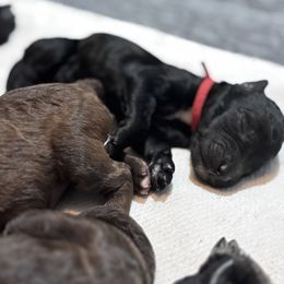 Poodle Puppies from KG Poodle Haus