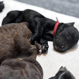 Poodle Puppies from KG Poodle Haus