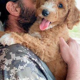 Labradoodles from Brock Farm Doodles, LLC