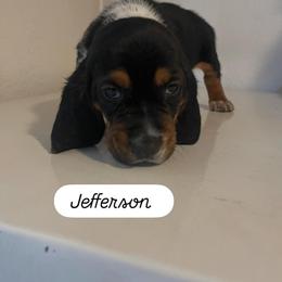 Basset Hound Puppies from Idagon Bassets